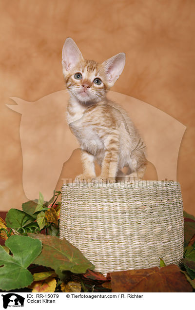 Ocicat Kitten / Ocicat Kitten / RR-15079
