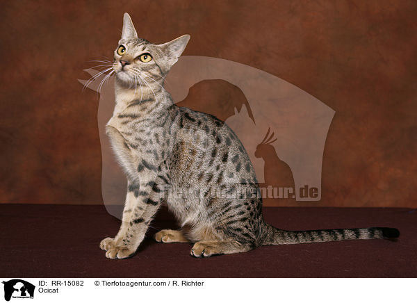 Ocicat / Ocicat / RR-15082