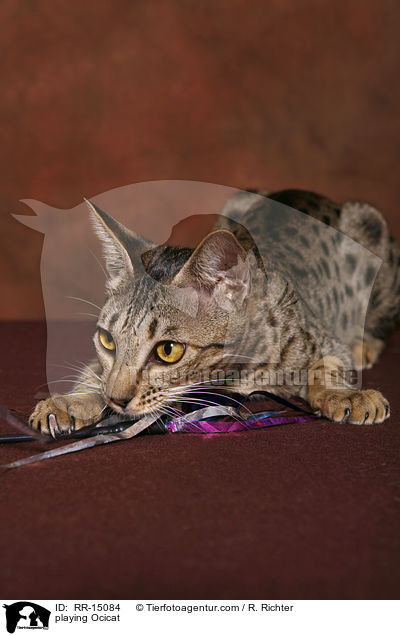 spielende Ocicat / playing Ocicat / RR-15084