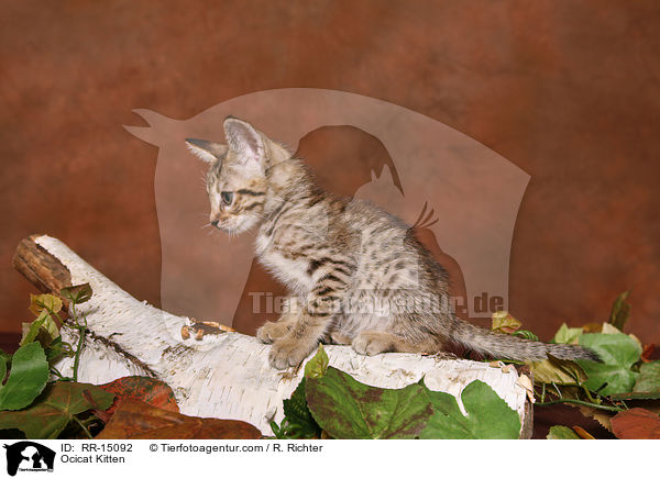 Ocicat Ktzchen / Ocicat Kitten / RR-15092