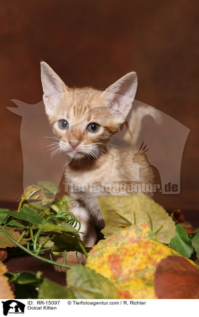 Ocicat Kitten / Ocicat Kitten / RR-15097