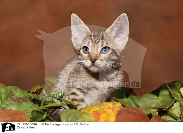 Ocicat Ktzchen / Ocicat Kitten / RR-15099