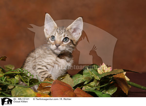 Ocicat Ktzchen / Ocicat Kitten / RR-15101