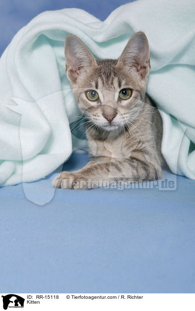 Ocicat Ktzchen / Kitten / RR-15118