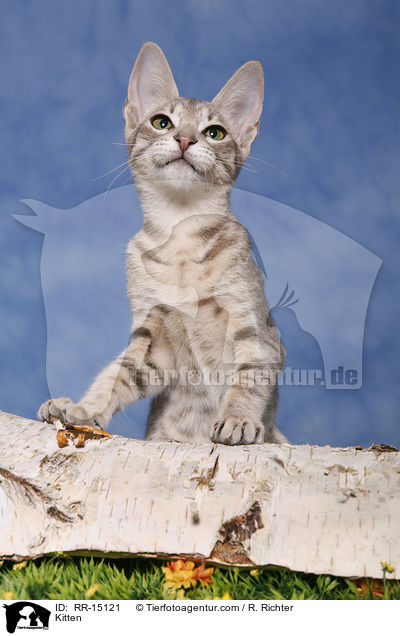 Ocicat Ktzchen / Kitten / RR-15121
