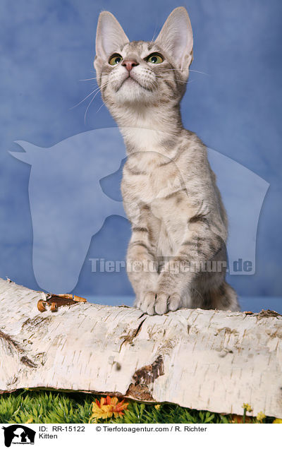 Ocicat Ktzchen / Kitten / RR-15122