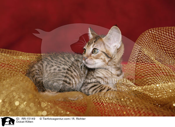 Ocicat Kitten / Ocicat Kitten / RR-15149