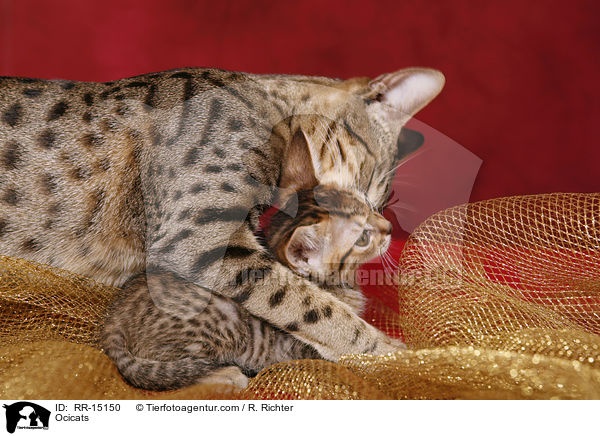 Ocicats / Ocicats / RR-15150