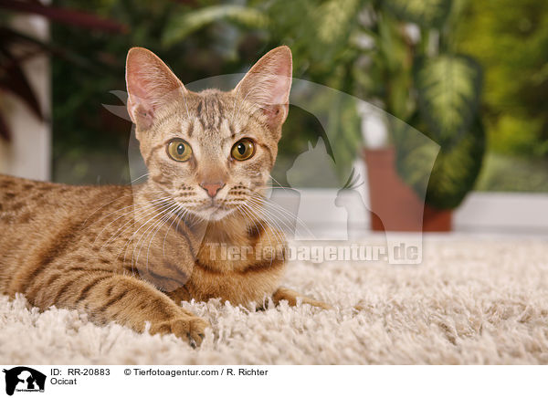 Ocicat / Ocicat / RR-20883