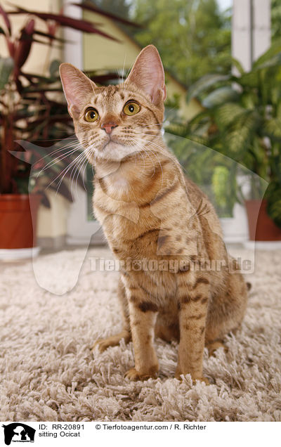 sitzende Ocicat / sitting Ocicat / RR-20891
