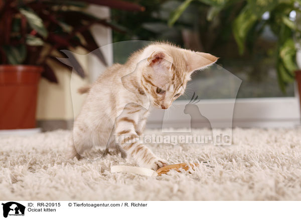 Ocicat Ktzchen / Ocicat kitten / RR-20915
