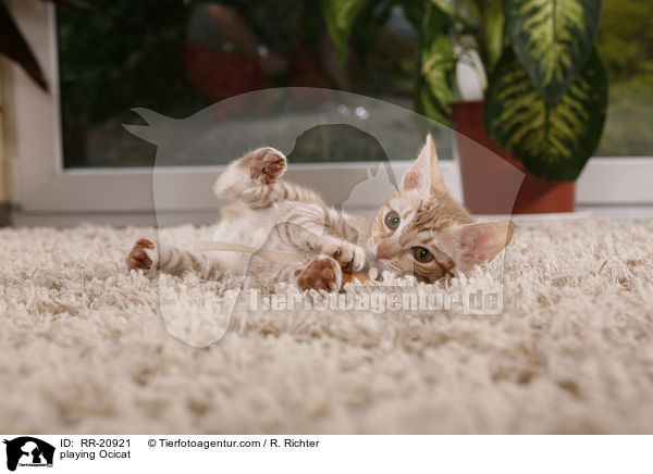spielende Ocicat / playing Ocicat / RR-20921