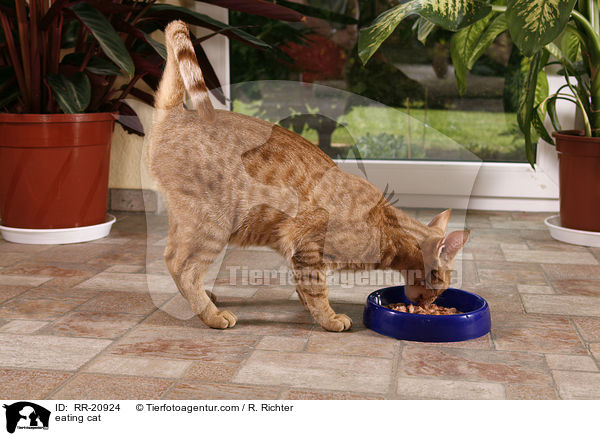 fressende Katze / eating cat / RR-20924