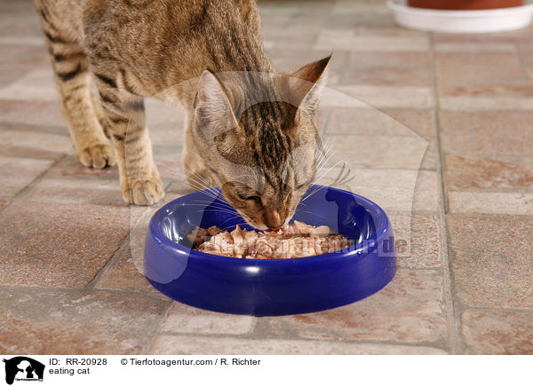 fressende Katze / eating cat / RR-20928