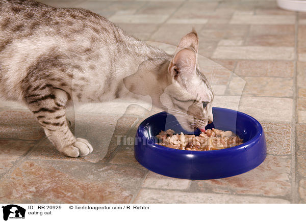 fressende Katze / eating cat / RR-20929