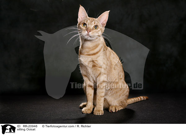 sitzende Ocicat / sitting Ocicat / RR-20946