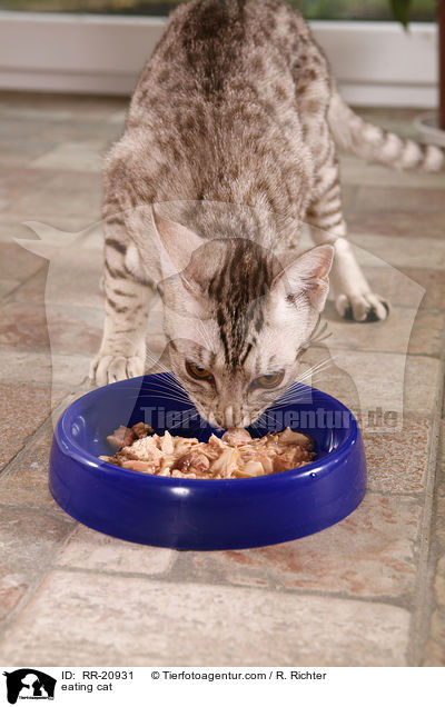 fressende Katze / eating cat / RR-20931