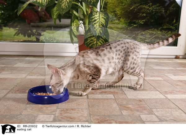 fressende Katze / eating cat / RR-20932