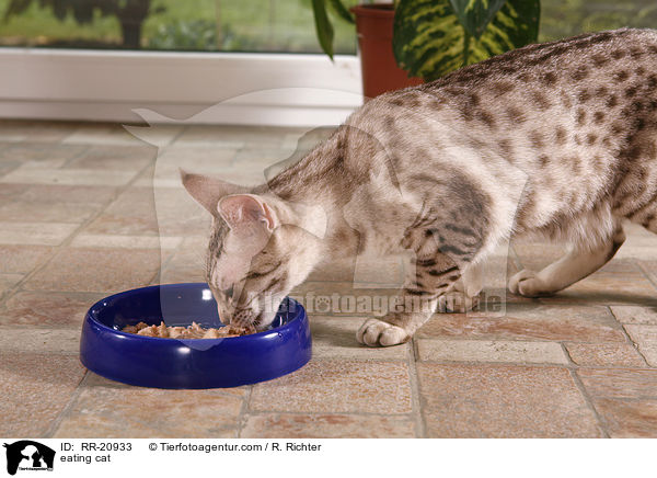 fressende Katze / eating cat / RR-20933