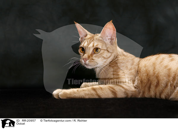 Ocicat / Ocicat / RR-20957