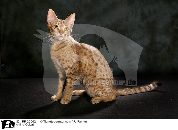 sitting Ocicat / RR-20962