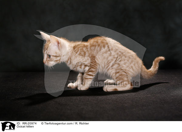 Ocicat kitten / RR-20974