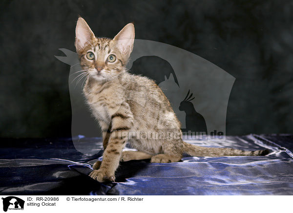 sitzende Ocicat / sitting Ocicat / RR-20986