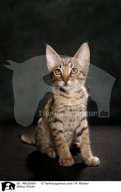sitzende Ocicat / sitting Ocicat / RR-20991