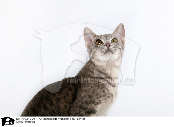 Ocicat Portrait / RR-21009