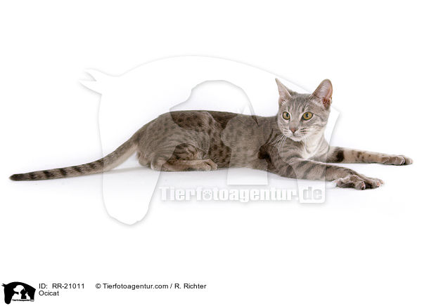 Ocicat / RR-21011