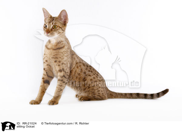 sitting Ocicat / RR-21024