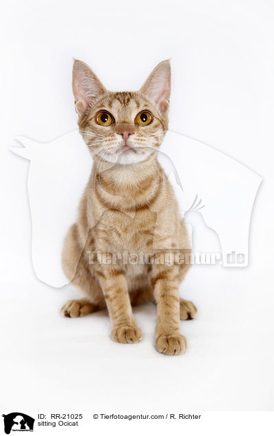 sitzende Ocicat / sitting Ocicat / RR-21025