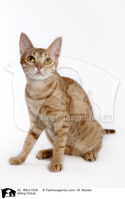 sitzende Ocicat / sitting Ocicat / RR-21028