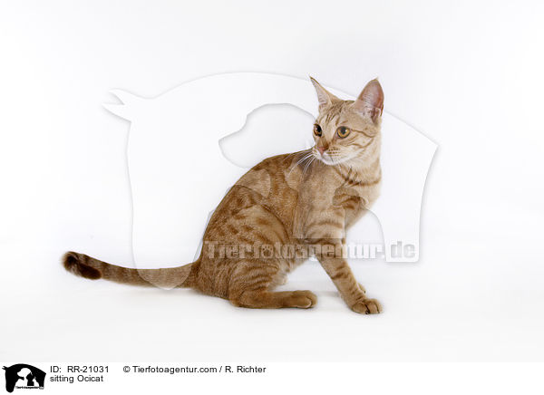 sitzende Ocicat / sitting Ocicat / RR-21031