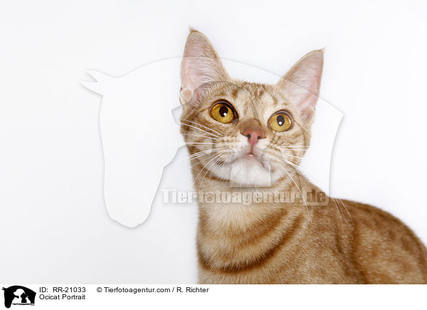 Ocicat Portrait / Ocicat Portrait / RR-21033