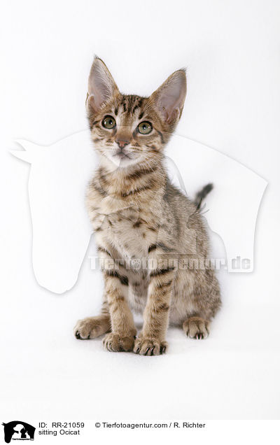 sitzende Ocicat / sitting Ocicat / RR-21059