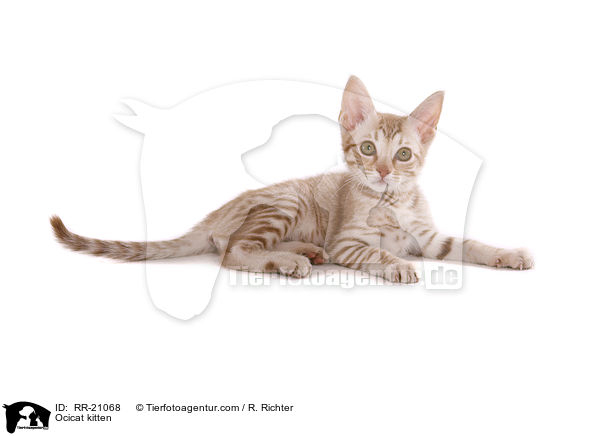 Ocicat Ktzchen / Ocicat kitten / RR-21068