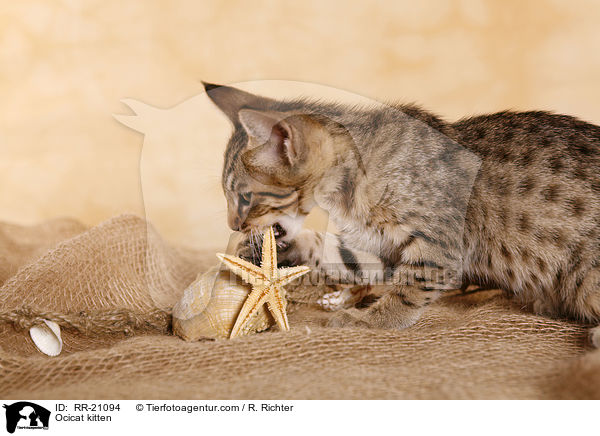 Ocicat K�tzchen / Ocicat kitten / RR-21094