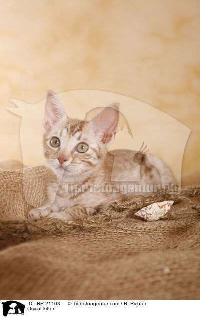 Ocicat Ktzchen / Ocicat kitten / RR-21103