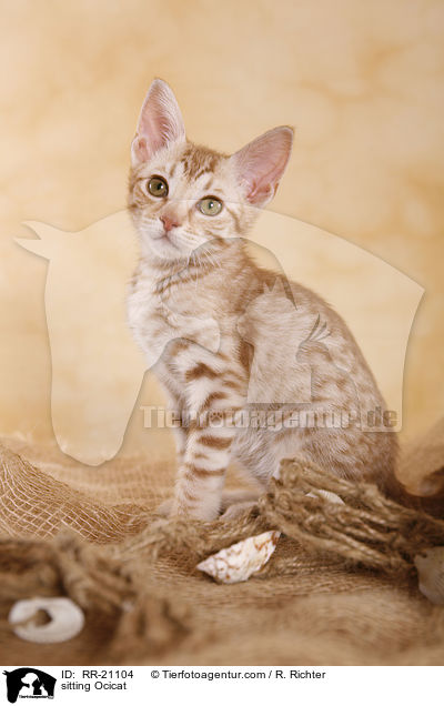 sitzende Ocicat / sitting Ocicat / RR-21104