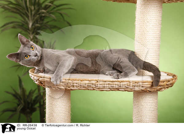 junge Ocicat / young Ocicat / RR-26438