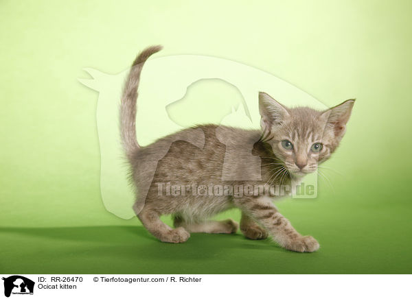 Ocicat Ktzchen / Ocicat kitten / RR-26470