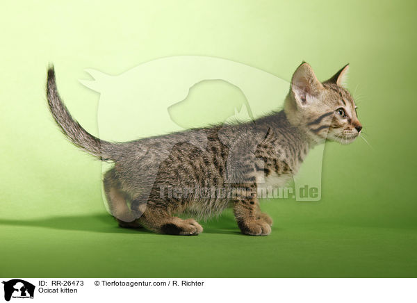 Ocicat Ktzchen / Ocicat kitten / RR-26473