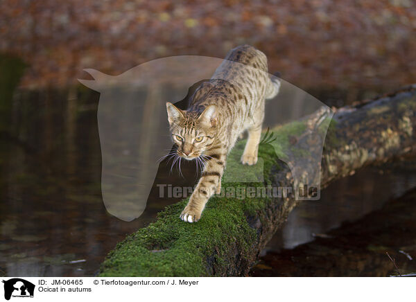 Ocicat im Herbst / Ocicat in autums / JM-06465