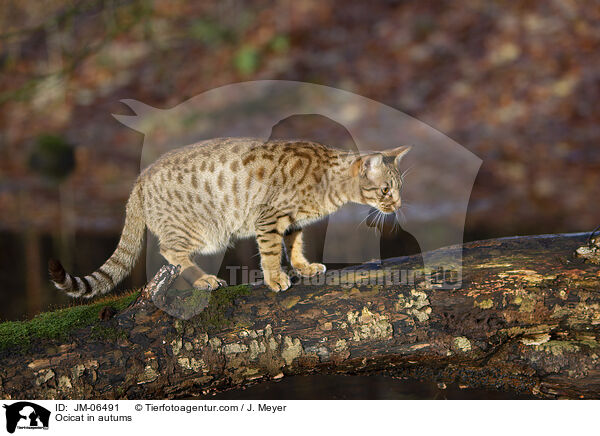 Ocicat im Herbst / Ocicat in autums / JM-06491