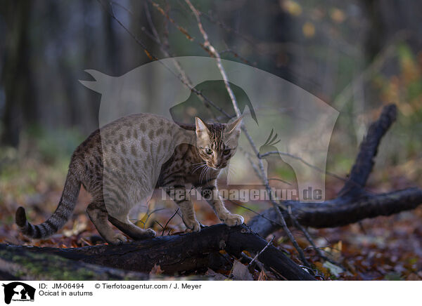 Ocicat im Herbst / Ocicat in autums / JM-06494