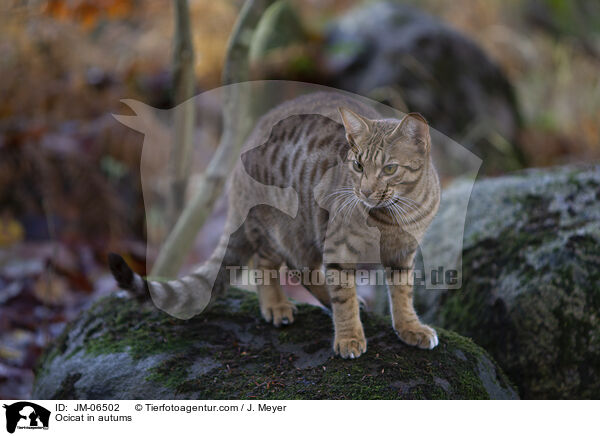 Ocicat im Herbst / Ocicat in autums / JM-06502