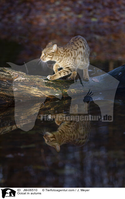 Ocicat im Herbst / Ocicat in autums / JM-06510
