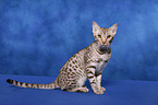 Ocicat