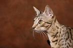 Ocicat Portrait